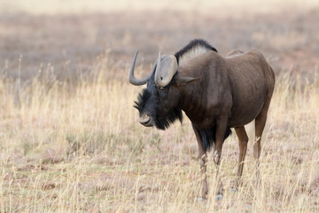 Black Wildebeest or White-tailed Gnu (Connochaetes gnou), adult, Mountain Zebra National Park, South Africa,