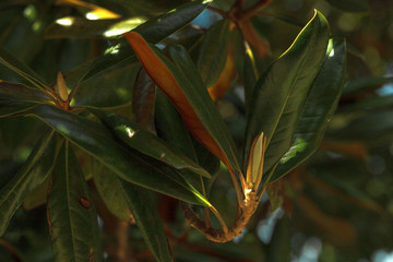 magnolia buds in the sun