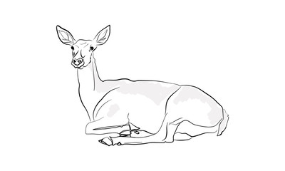 Lying deer vector illustration
