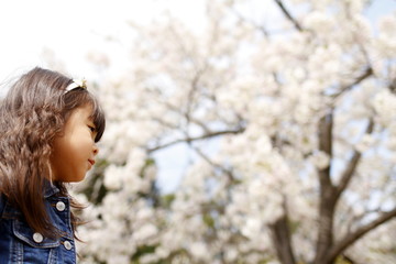 幼児(4歳児)と桜