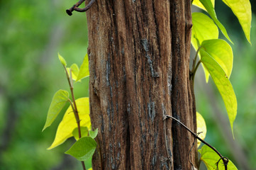 Betel tree has green leaves and brown stump