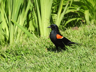 Rotschulterstärling