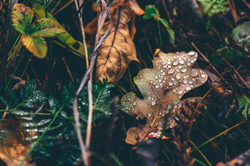 Autumn oak leaf with drops