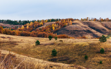 Obraz premium Autumnal forest on the hillside