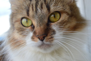 Portrait of a cat with beautiful eyes