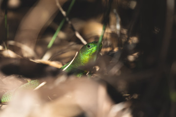 Un ramarro di colore verde brillante nascosto nella vegetazione