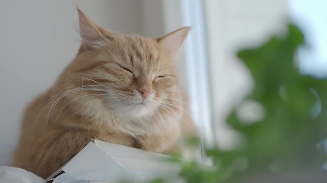 Cute ginger cat dozing on window sill near green leaves of indoor plant. Fluffy pet at home. Flat profile.