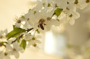 white flowers on a background