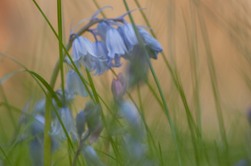 Soft and dreamy image of bluebells (Hyacinthoides non-scripta) in long grass