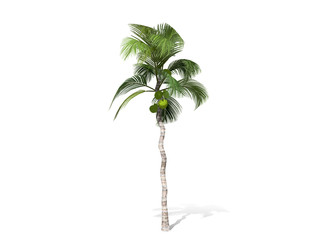 3D rendering - A tall coconut tree isolated over a white background use for natural poster or wallpaper design, 3D illustration Design.