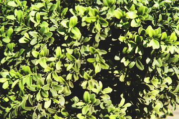 Close up image of green foliage.