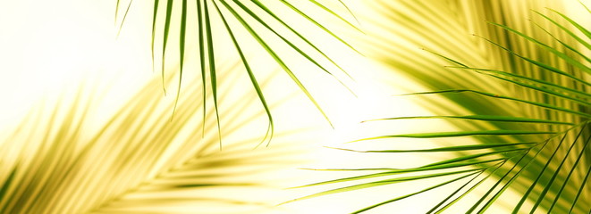 Banner tropical green palm leaves pattern . Plant abstract background. flat lay, top view.copy space