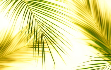 tropical green palm leaves pattern . Plant abstract background. flat lay, top view.copy space