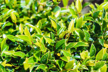 natural green bush background with selective focus