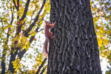 Белочка на дереве A squirrel on a tree in Tsarskoe Selo