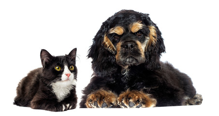 dog and cat together on a white background