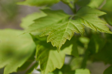 nature spring flowering trees foliage green sun