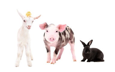 Cute farm animals  standing together isolated on white background