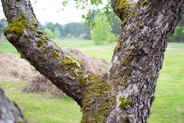 Obraz premium green meadow near the country house