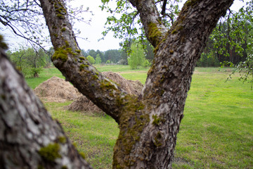 green meadow near the country house