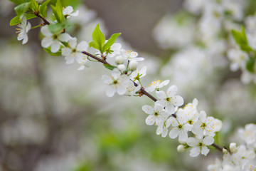 Fototapeta premium white flowers of cherry tree