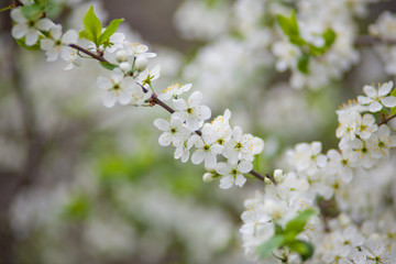 white flowers of cherry tree