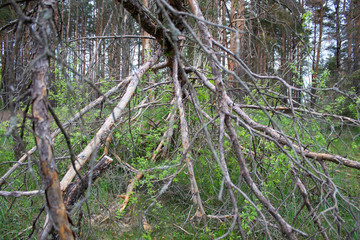green meadow near the country house