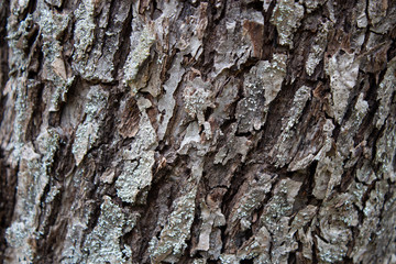 old tree bark