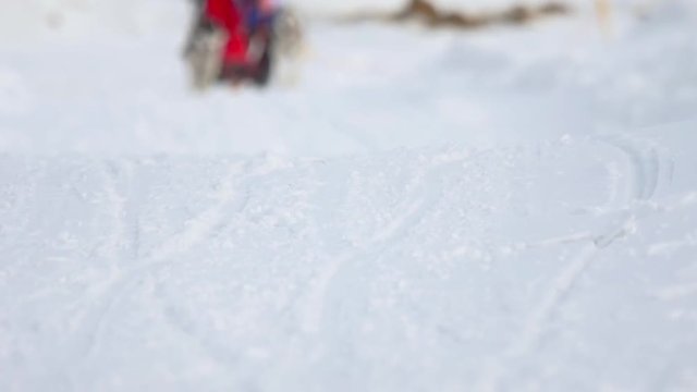 Husky dog and woman athlete during skijoring competitions