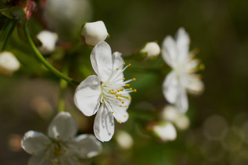 nature spring flowering Apple and cherry foliage green sun