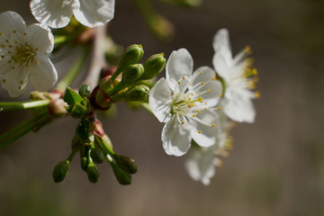 nature spring flowering Apple and cherry foliage green sun