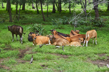 Naklejka na ściany i meble Herd of cows resting in the meadow. 