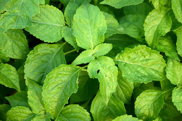 Green leaves in nature are used as background images.