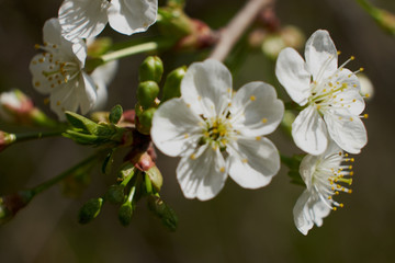 nature spring flowering Apple and cherry foliage green sun
