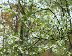 A apple tree blooming in the sunny spring day