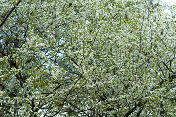 Fototapeta premium A apple tree blooming in the sunny spring day
