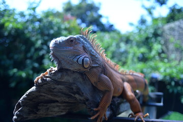 Iguanas relax on tree branches basking in the sun