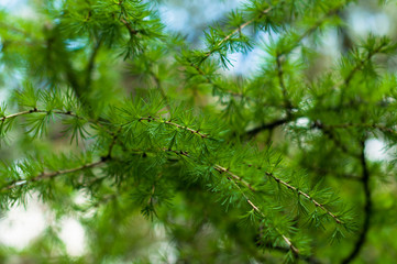 A larch branch in the spring sunny day 