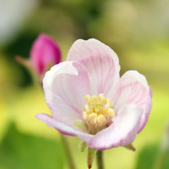 spring blossom