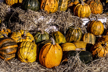 Pumpkins. Autumn harvest. Yellow pumpkins lit by the morning sun.