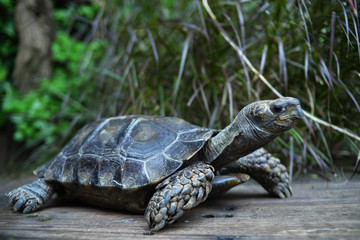 turtles walk on wood and bask in the sun