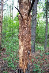 tree damage by bark beetle near a country house