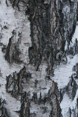 Fototapeta na wymiar Birch bark texture. Natural background: birch bark, use for illustrations, decorative patterns, textile prints
