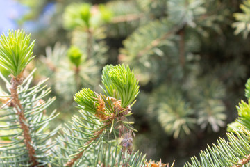 Opened bud of the spruce green tree with fresh needles nature background