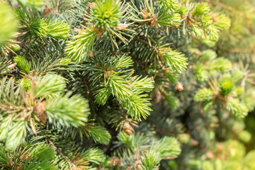 Opened bud of the spruce green tree with fresh needles nature background