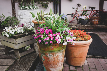 鉢植え