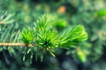 Opened bud of the spruce green tree with fresh needles nature background