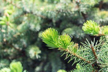 Opened bud of the spruce green tree with fresh needles nature background