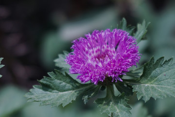 purple flower