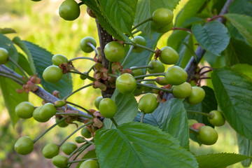 Green fruits of Cherries on Cherry tree, hang on a tree branch, Fundao, Portugal